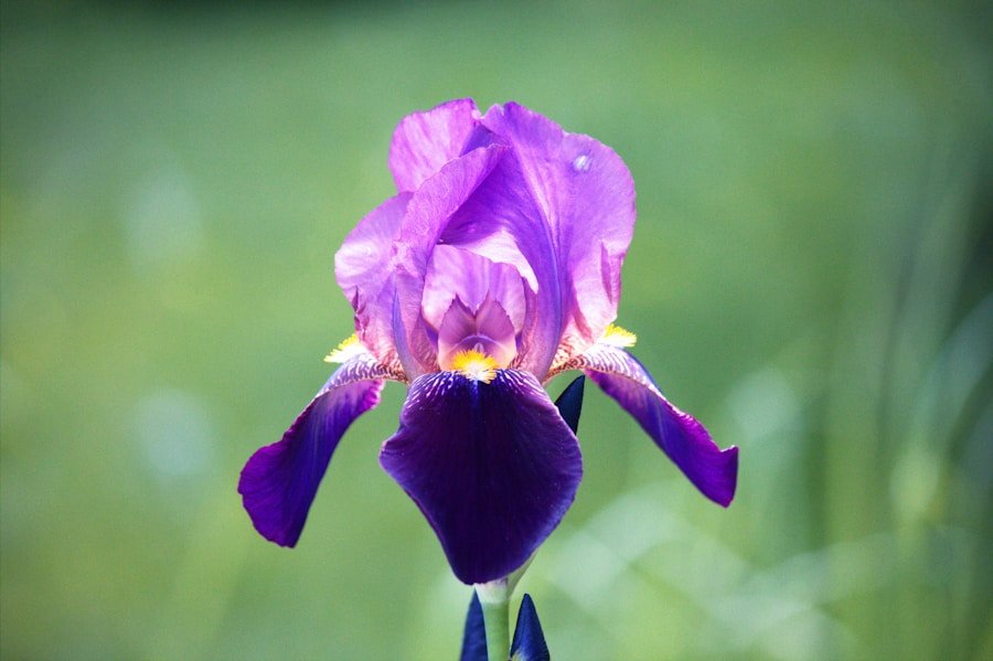 Diidro Ionone Beta